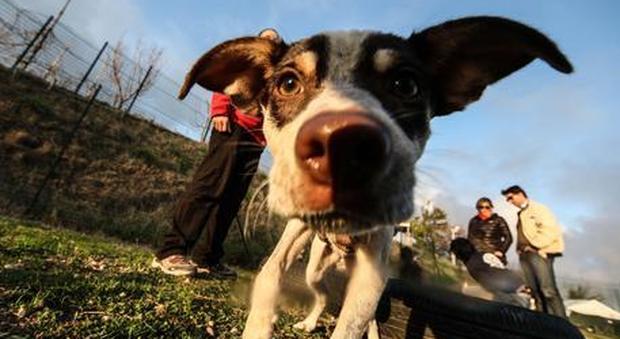 Non fa curare il cane malato: la Cassazione condanna il padrone a 10mila euro di multa