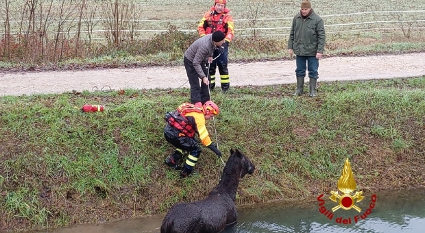Cavallo salvato dai vigili del fuoco a San Martino Buon Albergo