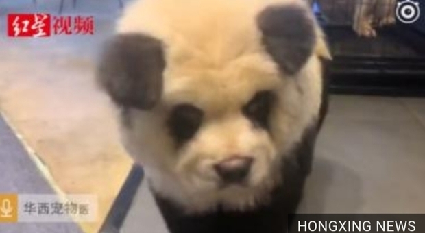 Cani trasformati in panda, ultima follia cinese: le proteste degli animalisti (immagini pubblicate da Hongxing News)