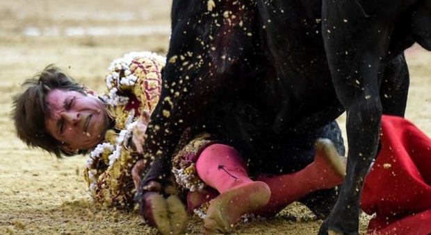 Julian Lopez urla di dolore mentre il toro lo blocca a terra tra le corna.