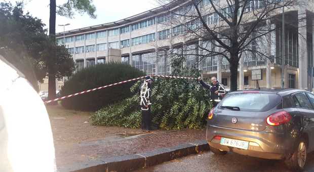 Bomba d'acqua sull'Irpinia: albero cade davanti al Tribunale