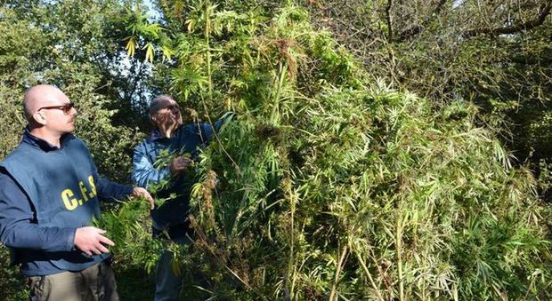 Cannabis nel Parco dell'Alta Murgia: scoperte grazie a un drone