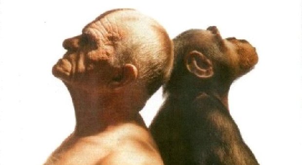 Pene senza osso nell'uomo per l'avvento della monogamia, gli scimpanzé invece ce l'hanno ancora