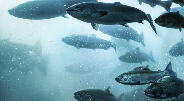 Salmoni, 8 milioni uccisi in Norvegia dalla fioritura improvvisa delle alghe, allarme caldo