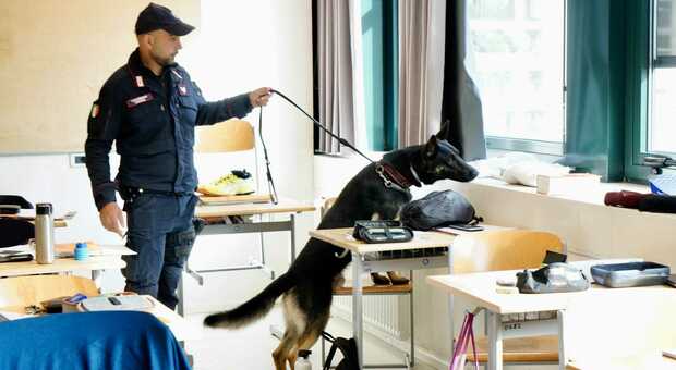 Cani antidroga tra le classi degli istituti superiori: segnalato un minorenne per uso personale di stupefacenti