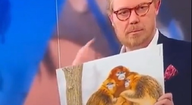 Conduttore tv mostra una foto di scimmie mentre parla dei calciatori del Marocco, le scuse: «Una gaffe involontaria»