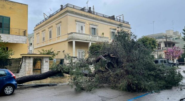 Lecce, maltempo: cade un pino in città, paura per un uomo e per il suo cane. L'assessore: «Alberi da sostituire, non compatibili con la città»