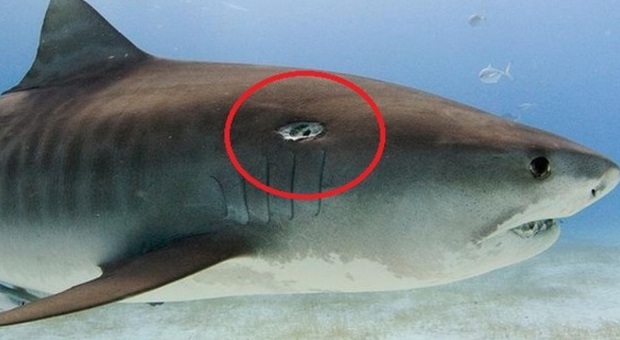 Pescatore spara in testa allo squalo femmina incinta: lei sopravvive alla pallottola