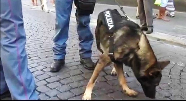 Napoli, blitz nei bunker della droga con il cane-poliziotto Kira: 2 arresti