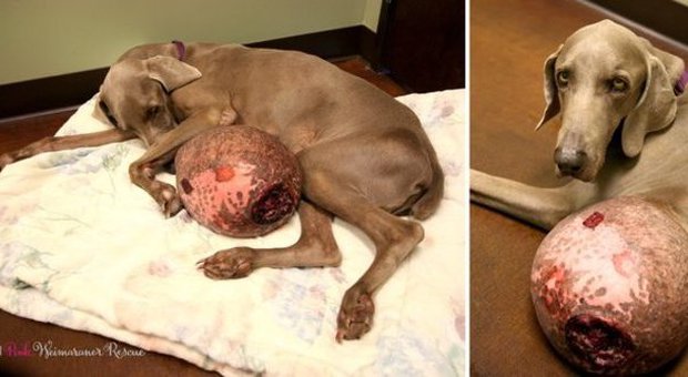 Gilbert, il cane abbandonato per un anno con un tumore gigante: ecco che fine ha fatto...