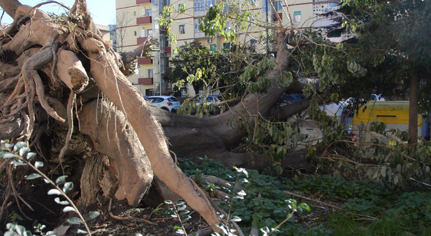 Napoli, l'albero caduto a Fuorigrotta ancora in strada dopo un mese