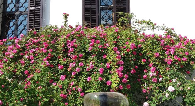 Nova Gorica regina delle rose: eventi, giardini incantati e menu di petali