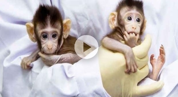 Nascono scimmie clonate “Ogm” in Cina: i 5 cuccioli di macachi che dividono gli scienziati