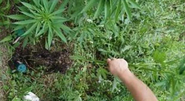 Marijuana coltivata nel giardino dell'abitazione