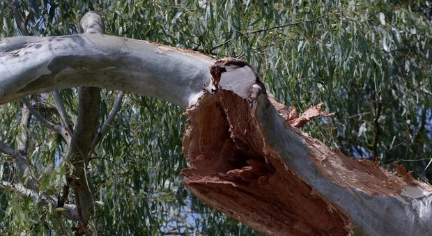 Pomigliano d'Arco, ramo di pino crolla. Un ferito durante cerimonia a scuola