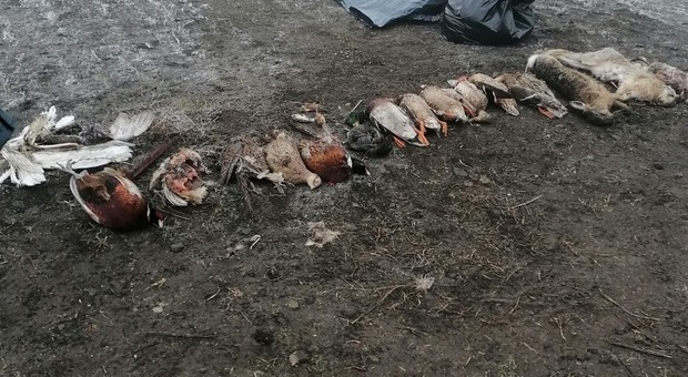 Gli animali morti a causa del mais avvelenato da un agricoltore a Gazzo veronese