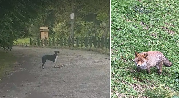 Villa Pamphili, la volpe Giglio uccisa da un cane: denunciato il proprietario