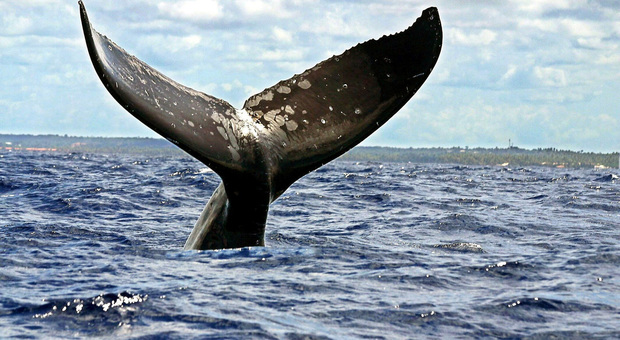 La morte dei cetacei in Tasmania l’ennesimo allarme per il Pianeta
