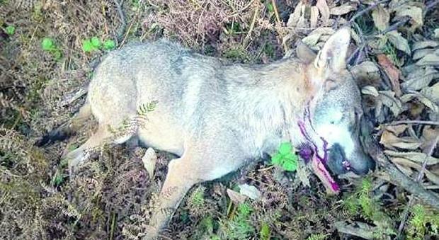 «Uccidere un lupo è reato», il ministro ordina un'indagine