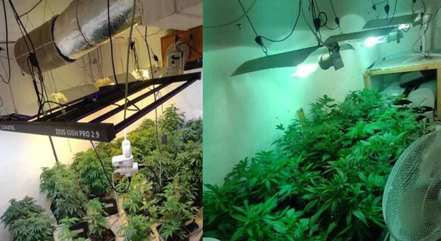 Serra di marijuana all'interno di un appartamento con l'energia elettrica rubata: maxi sequestro della Finanza