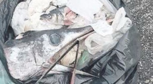 Napoli, una testa mozzata di pesce spada nella plastica: l'Asìa a caccia dei furbetti di Posillipo