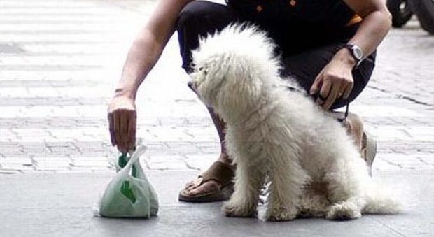 Un cane con il suo proprietario in una foto d'archivio