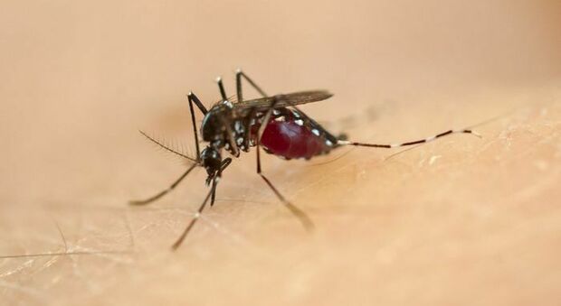 La zanzara coreana continua a diffondersi in Italia, trovate in Piemonte due specie: pericolosa per uomini e animali