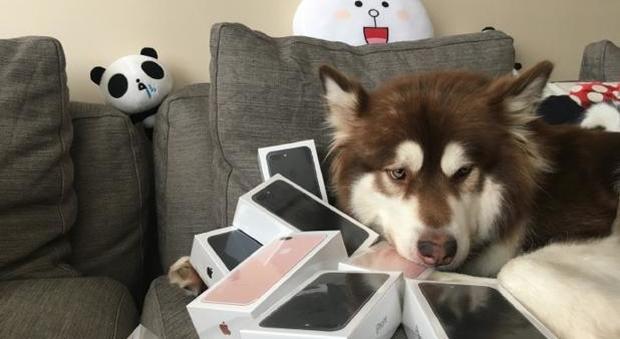 Il figlio dell'uomo più ricco di Cina compra otto iPhone 7... al suo cane