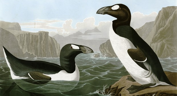 I “parenti dei pinguini” vivevano nel Salento