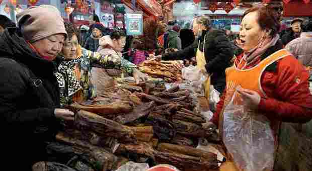 Virus, svolta a Wuhan: vietati caccia e consumo di carne di animali selvatici per 5 anni