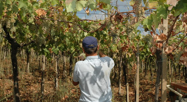La nuova era del vino: il cambiamento climatico lascia il segno e rivoluziona il modo di produrlo