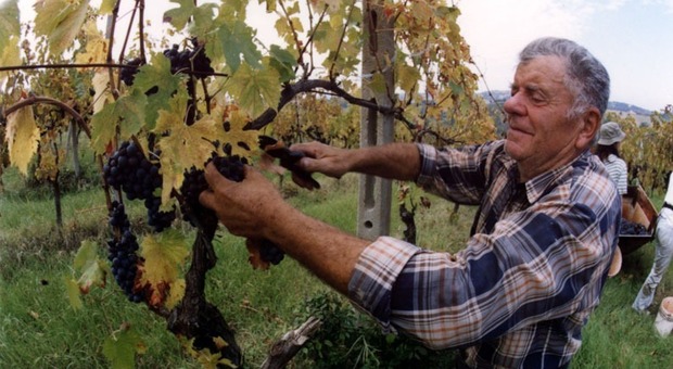 Morto a 94 anni Adriano Saputi: con lui la cantina vinicola divenne grande