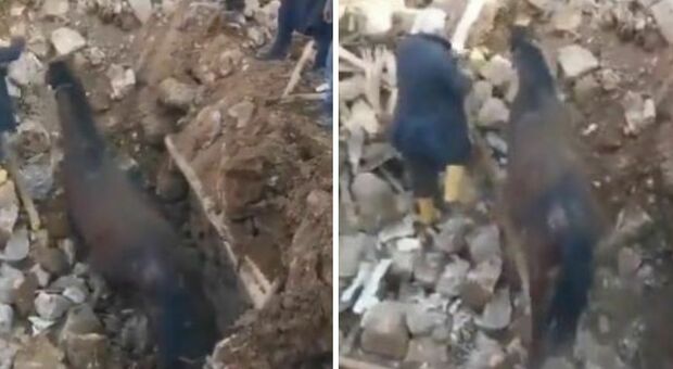 Terremoto in Turchia, cavallo estratto vivo (e spaventato) dalle macerie dopo tre settimane: le immagini commoventi del salvataggio