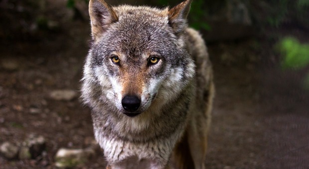 Sul Montello ci sono i lupi - Foto di Rain Carnation da Pixabay