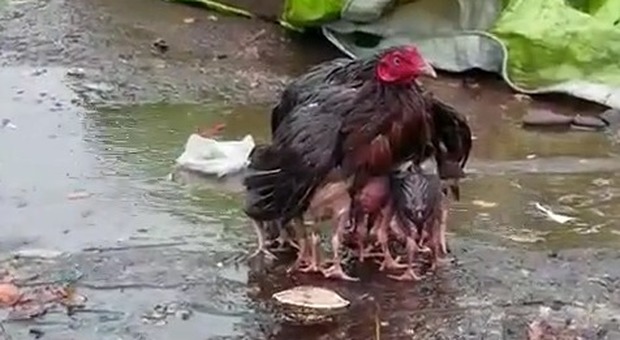 La mamma è sempre la mamma: la gallina apre le ali e copre i cuccioli sotto il diluvio Video