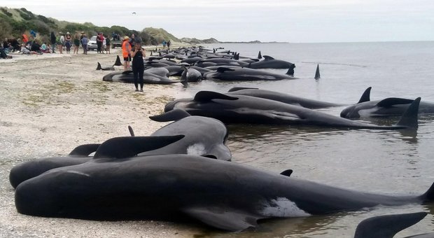 Strage di balene in Nuova Zelanda: 400 spiaggiate, 300 già morte