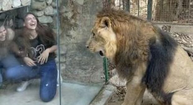 Provoca indignazione una scatola di plexiglas per visitatori installata nella gabbia di un leone in uno zoo