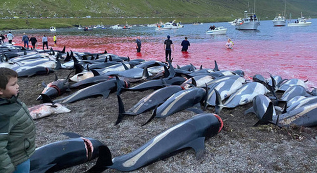 Faroe, appello Ue: «Stop a inutile pratica strage delfini»