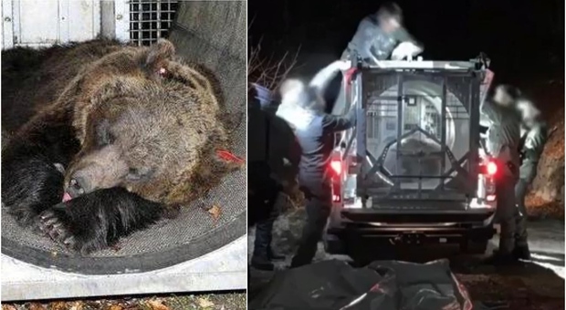 L'orsa Jj4 che ha ucciso Andrea Papi catturata nella notte: incognita sul suo futuro