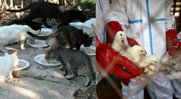 Gatti infettati dall'aviaria, allarme in Polonia: ignota la fonte dell'infezione. «Tenete a casa gli animali domestici»