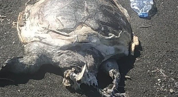Tartaruga morta sul litorale di Castellammare nella giornata mondiale dedicata ai cetacei