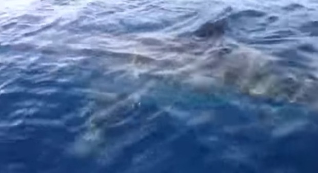 Rimini, avvistato enorme squalo bianco: il video dei pescatori