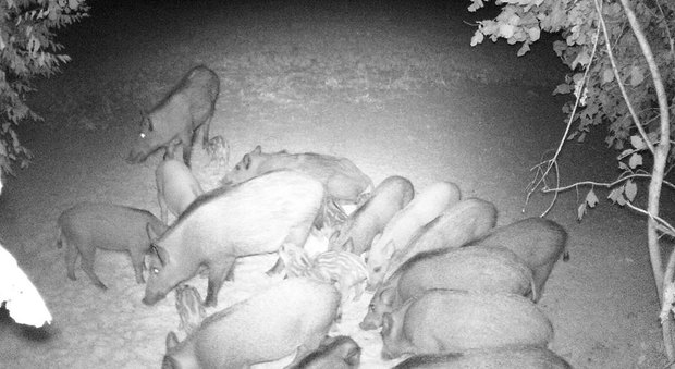 Una scrofa con i cinghiali avvistata di notte sui Berici