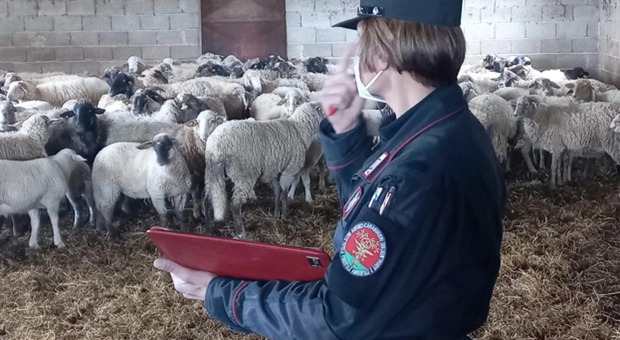 Controlli dei carabinieri forestali in un allevamento ovino