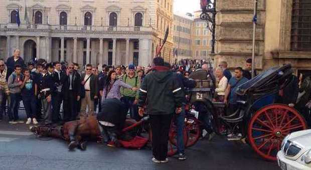 Botticelle, cavallo accasciato in via del Corso: ora sta meglio
