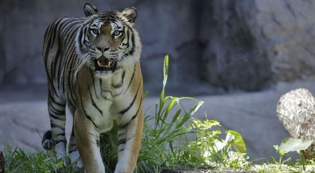A Roma la tigre di Sumatra, il Bioparco: «Sopravvivono anche grazie a noi»