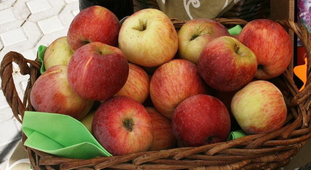 Covid, boom di contagi tra i raccoglitori di mele