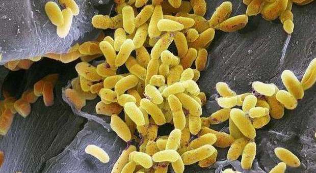 I dieci batteri che si trovano sui cellulari ​e il rischio per la salute di chi li tocca