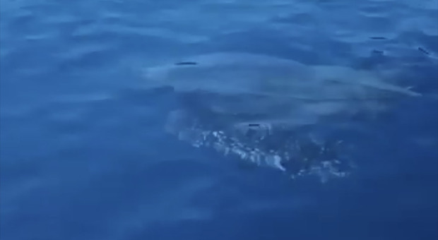 Tartaruga Liuto nelle acque di Palinuro: è l'esemplare più grande al mondo