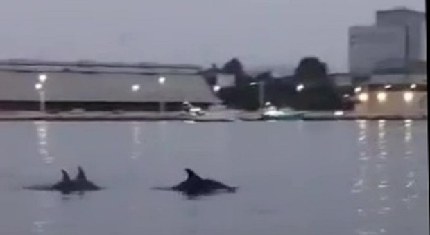 Un'immagine dei delfini nel porto di Brindisi